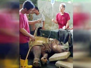 Cá thể tê giác đực Sumatra cuối cùng của Malaysia đã bị chết