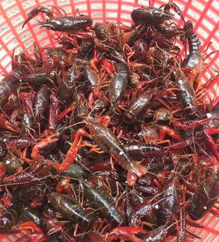 Kiểm tra phản ánh tôm hùm đất được bày bán số lượng lớn