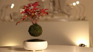 Nhật Bản phát sốt với bonsai... biết bay