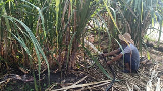 Mía đường chưa hết lao đao