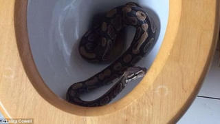 Kinh hoảng phát hiện trăn ‘khủng’ trong bồn cầu
