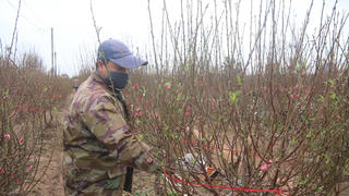 Giá đào Nhật Tân giảm sâu trước dịp Tết 2022