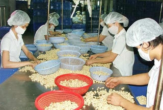 Nhân điều Việt Nam chiếm 50% xuất khẩu toàn cầu