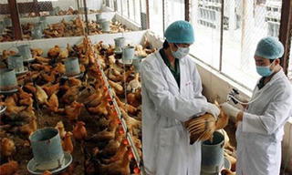 Nguy cơ cao bùng phát dịch cúm gia cầm