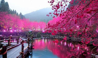 Lễ hội Văn hóa Nhật Bản Oshougatsu 2016