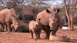 Nói ‘không’ với sừng tê giác Nam Phi