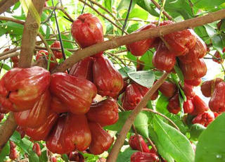 Hà Tĩnh: Phụ nữ tích cực xây dựng ‘nhà sạch, vườn đẹp’