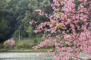 Đến với Măng Đen