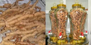 Uống rượu ba kích, người đàn ông cương dương liên tục 30 tiếng