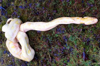 Trăn khổng lồ 4,5 mét bị đập nát sọ, buộc thắt nút ở Anh