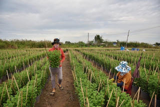 Rét đậm rét hại triền miên: Thị trường hoa Tết ra sao?