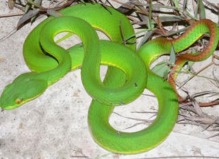 Cẩn thận khi bị rắn cắn