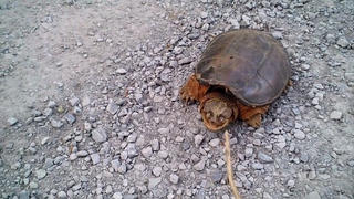 Sư tử phải thả rùa cạn vì mai quá cứng