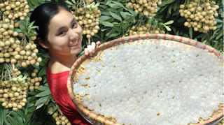 Thư gửi người xa xứ: Quê mình mùa nhãn