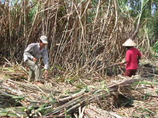 Ngành mía đường: Nỗi lo niên vụ mới