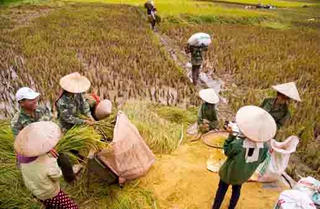 Miễn, giảm thuế sử dụng đất nông nghiệp: Đòn bẩy thúc đẩy đầu tư