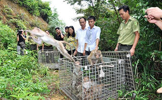 Thả khỉ mặt đỏ quý hiếm về rừng