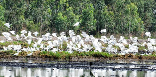 Khu bảo tồn đất ngập nước Láng Sen nhận bằng Ramsar