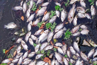 Quảng Nam: Xử phạt một doanh nghiệp 210 triệu về vi phạm bảo vệ môi trường