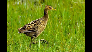 Về miền Tây săn cúm núm