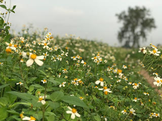Cỏ