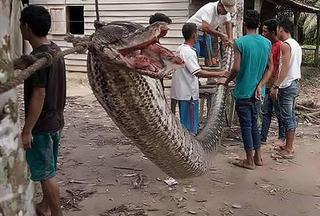 Trăn khổng lồ dài 7 m bị một người đàn ông hạ gục