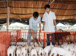 Gần 280 nghìn hộ chăn nuôi cam kết không sử dụng chất cấm