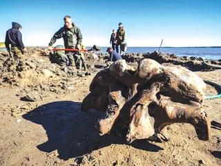 Bộ xương voi ma mút 10.000 năm tuổi