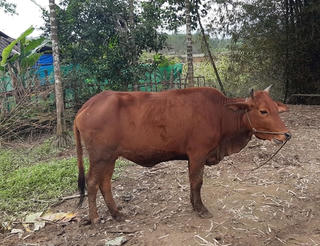 Thừa Thiên – Huế: Gần 500 trâu, bò chết rét tại một huyện miền núi