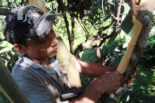 Quế được giá, nông dân vẫn trăn trở