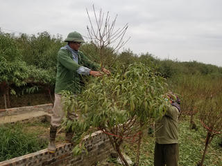 Vườn đào Nhật Tân tất bật tuốt lá 'thay áo' đón Tết 