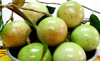 Trái vú sữa