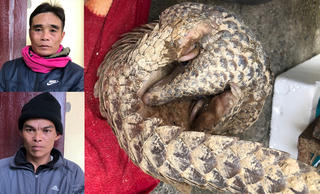 Bắt được tê tê hiếm, người đàn ông giấu rồi mang đi bán