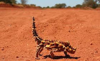 Những loài động vật kỳ dị