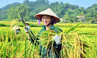 Tầm nhìn mới cho gạo Việt