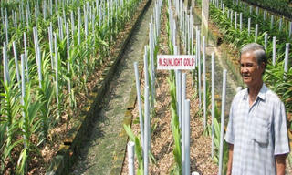 Về Củ Chi xem nông dân làm giàu