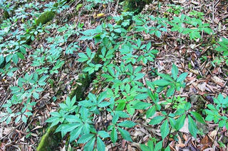 Bắt nghi can trộm hơn 10 kg sâm Ngọc Linh