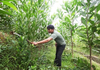 Cho vay trồng rừng sản xuất tối đa là 15 triệu đồng/ha