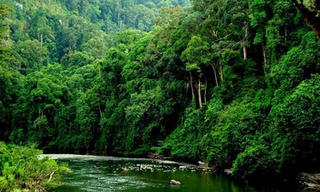 Tích hợp dữ liệu kiểm kê rừng