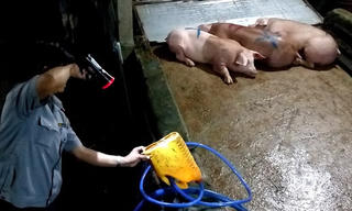Bơm thức ăn vào heo ‘cho đỡ sụt cân’