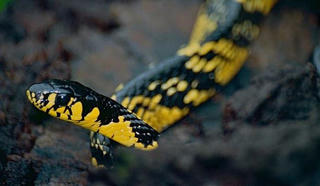 Hãi hùng hàng ngàn con rắn lao vào nhà dân ở Thái Lan