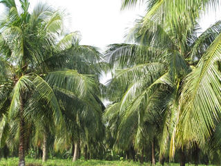 Phục hồi cây dừa