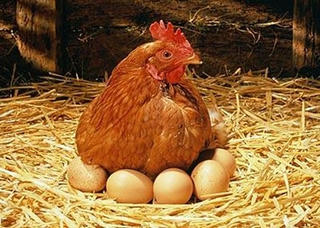 Trứng gà chứa protein Interferon beta chữa bệnh hiểm nghèo