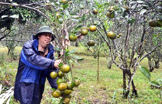 “Đánh bạc” với cây có múi