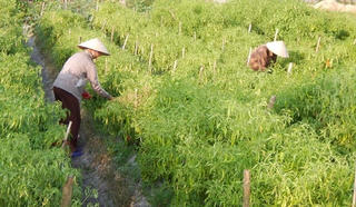 Thoát nghèo nhờ vốn vay Mặt trận