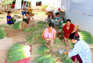 Thu nhập ổn định từ hành lá