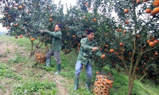 Nhiều hộ xin thoát nghèo