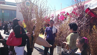 Ấm áp Tết Việt khắp năm châu