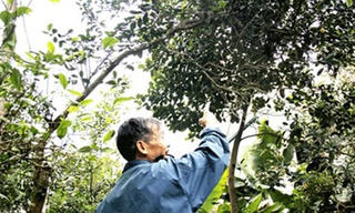 Làng chè bảo bối trăm tuổi độc nhất Thủ đô