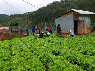 Tỉnh Lâm Đồng hỗ trợ các địa phương phía Nam hơn 6.000 tấn rau sạch VietGAP